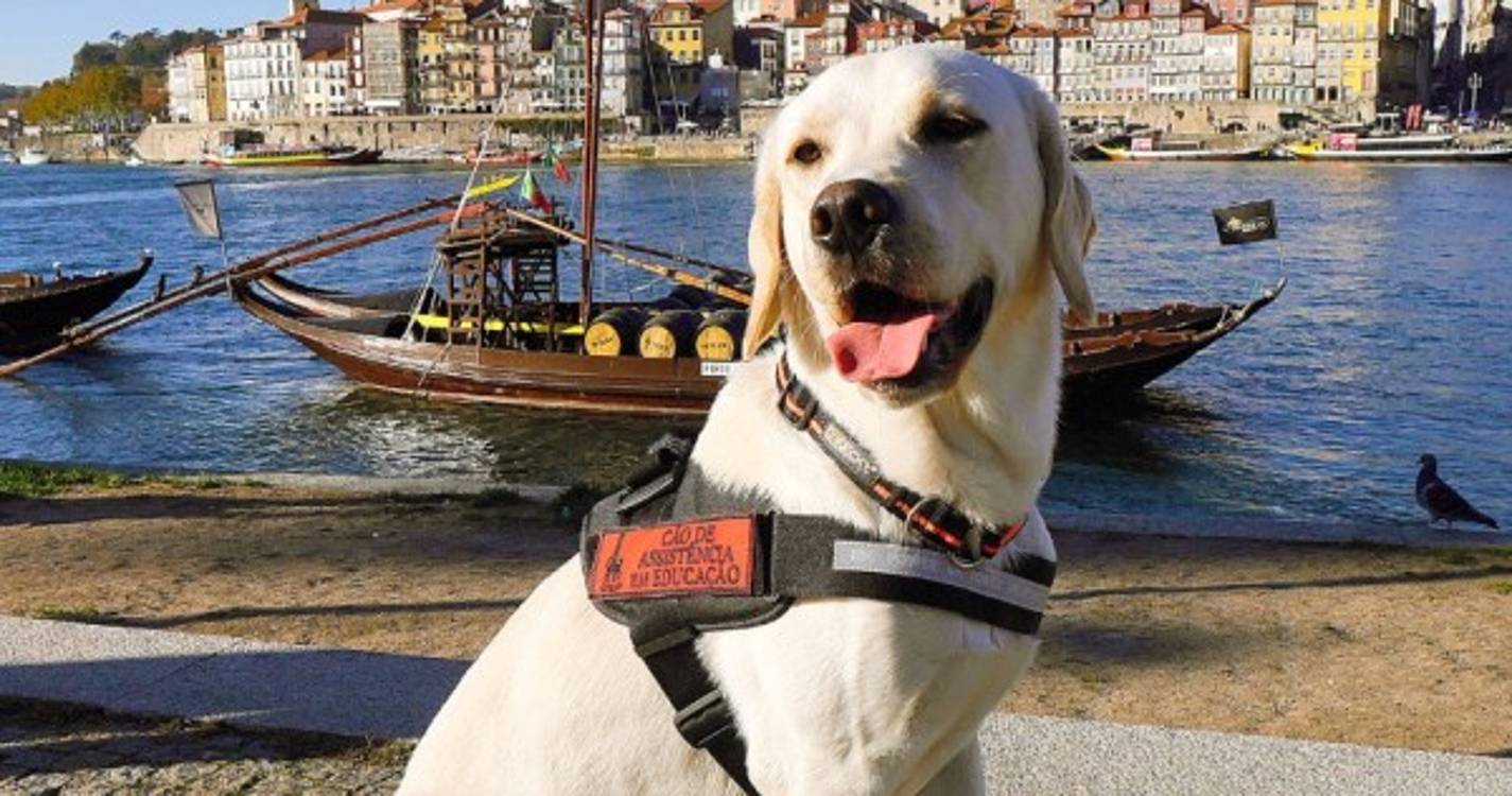Covid-19: Idosos regressam à vida ativa com a ajuda de cães