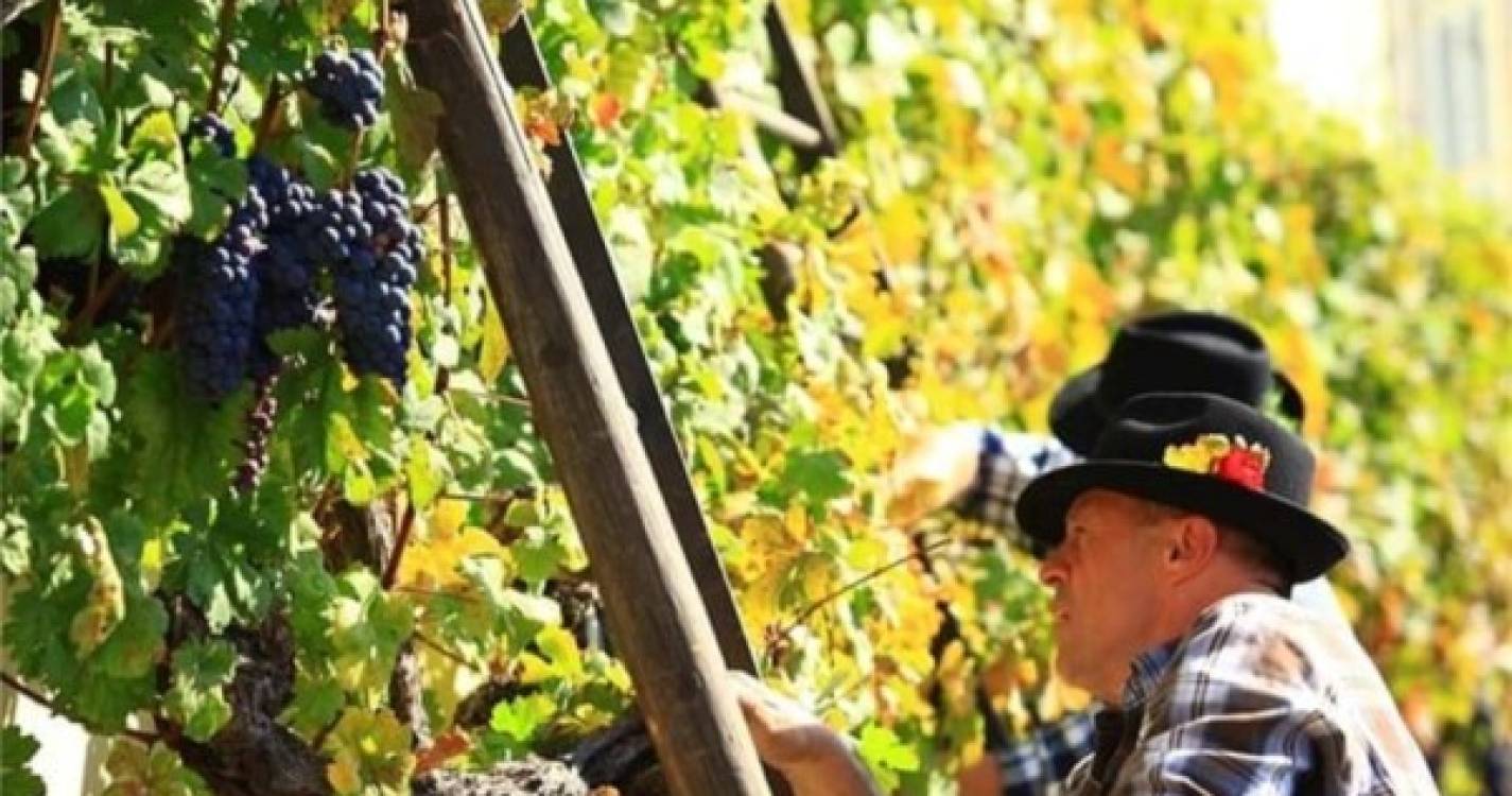 Confraria Enogastronómica da Madeira recebe enxerto da vinha mais antiga do mundo