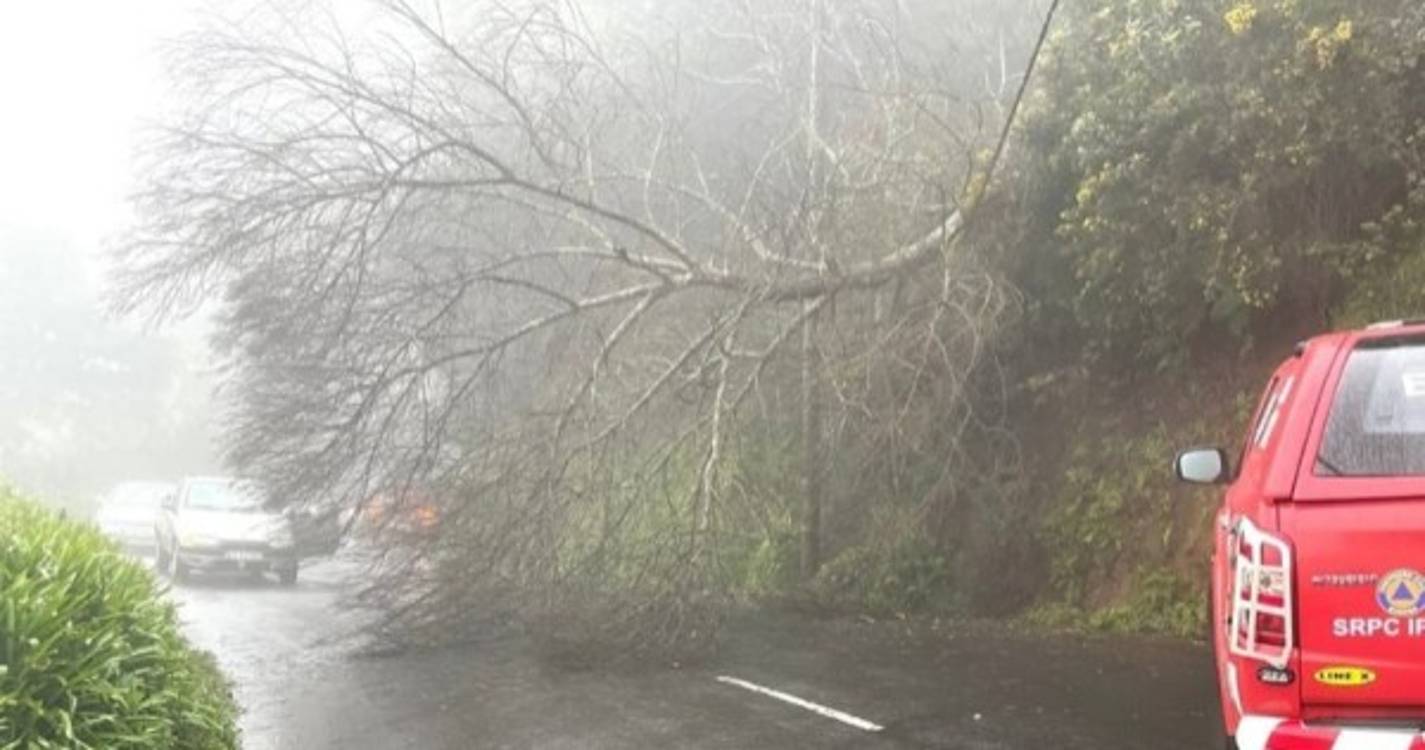 Queda de galho no Monte deixa parte da via obstruída e impede passagem de autocarro