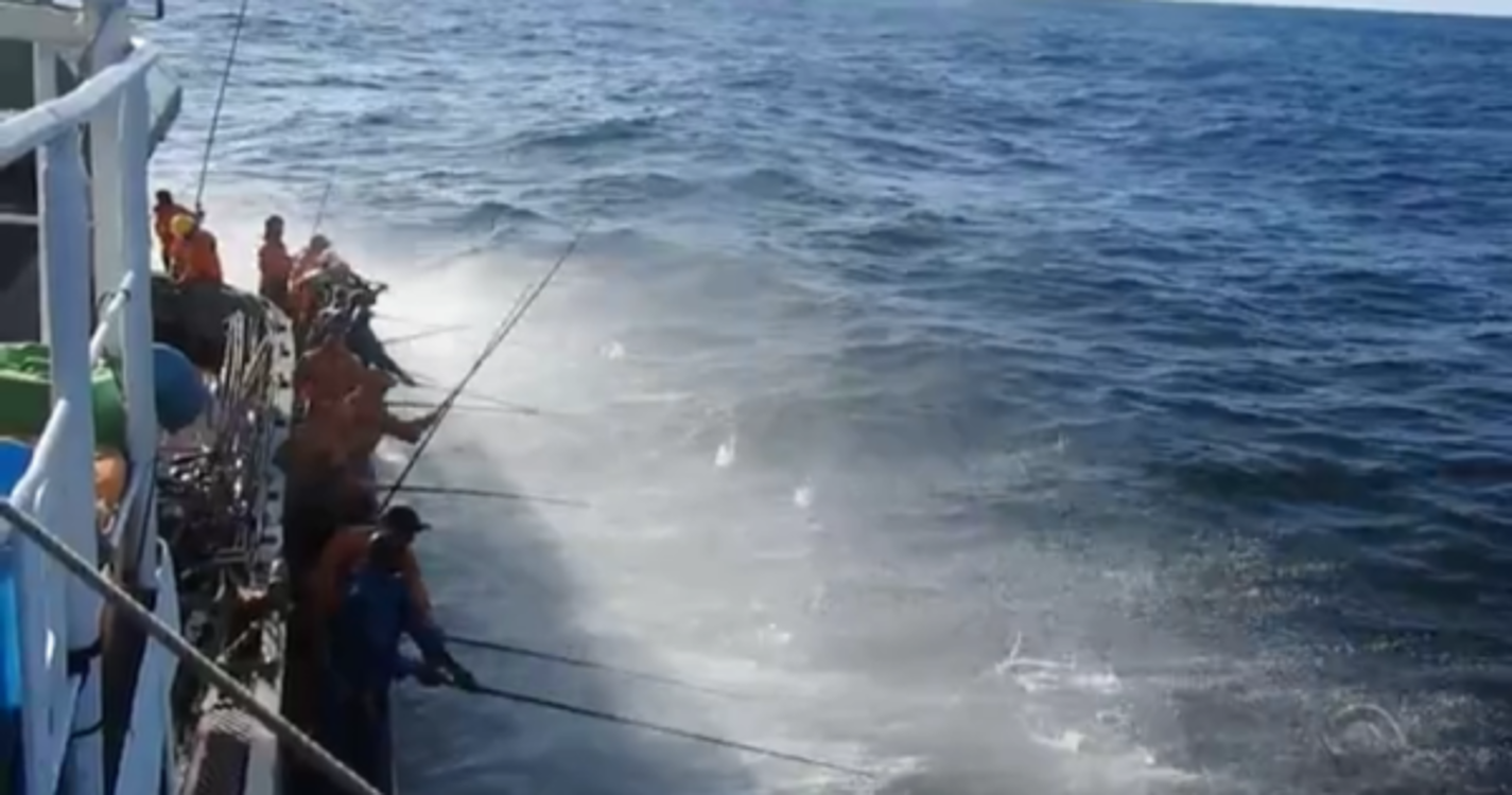 Apenas 1 em cada 6 populações de peixes forrageiros está em bom estado, aler