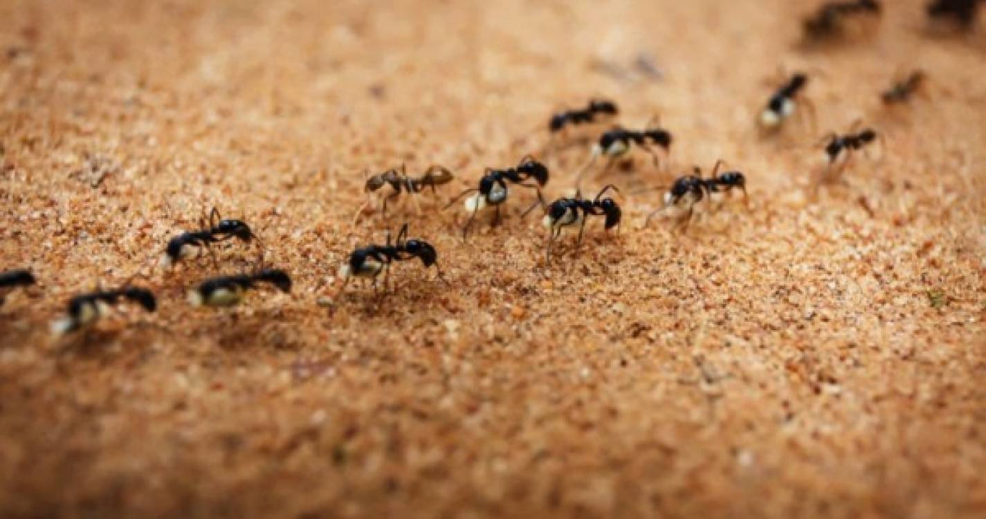 Fóssil encontrado na Madeira esclarece quando é que as formigas chegaram à Região