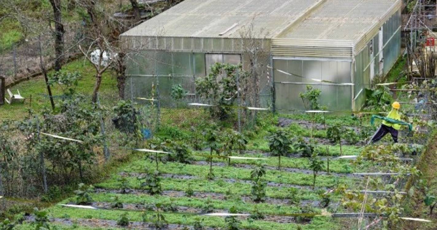 Crise/inflação: Governo anuncia apoio de 140 ME para produtores agrícolas