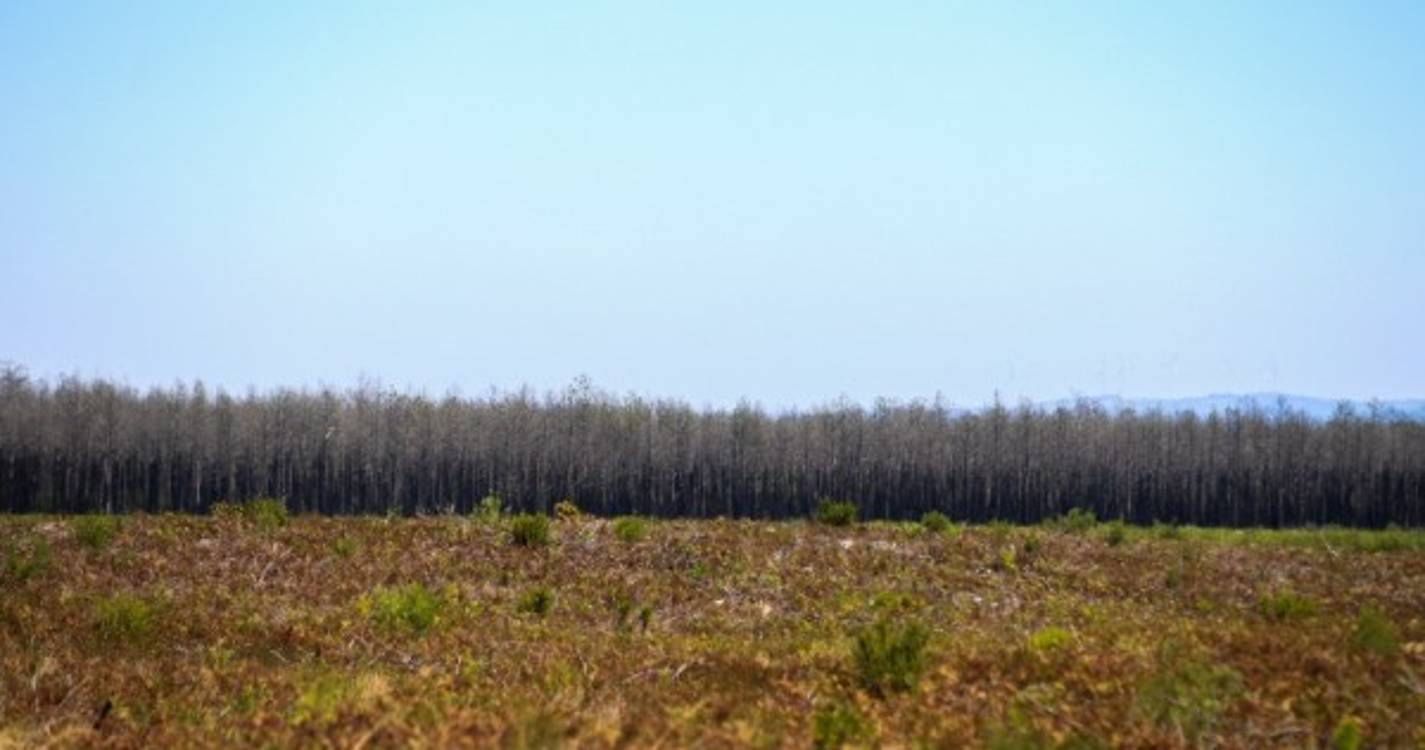 Incêndio em exploração pecuária em Montemor-o-Novo mata 1.400 leitões