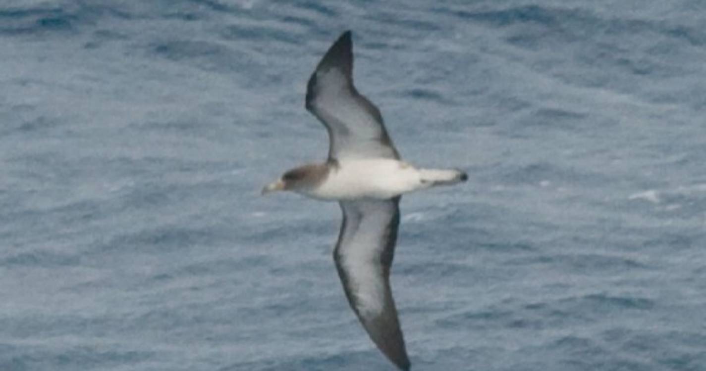 Projeto mede poluição luminosa na Madeira para ajudar aves marinhas a sobreviver