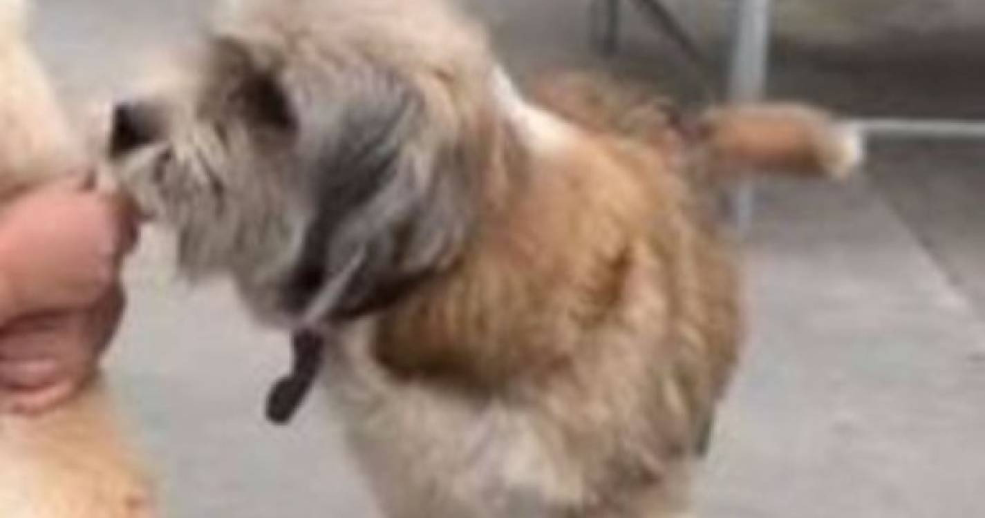 Cão desaparecido em São Vicente