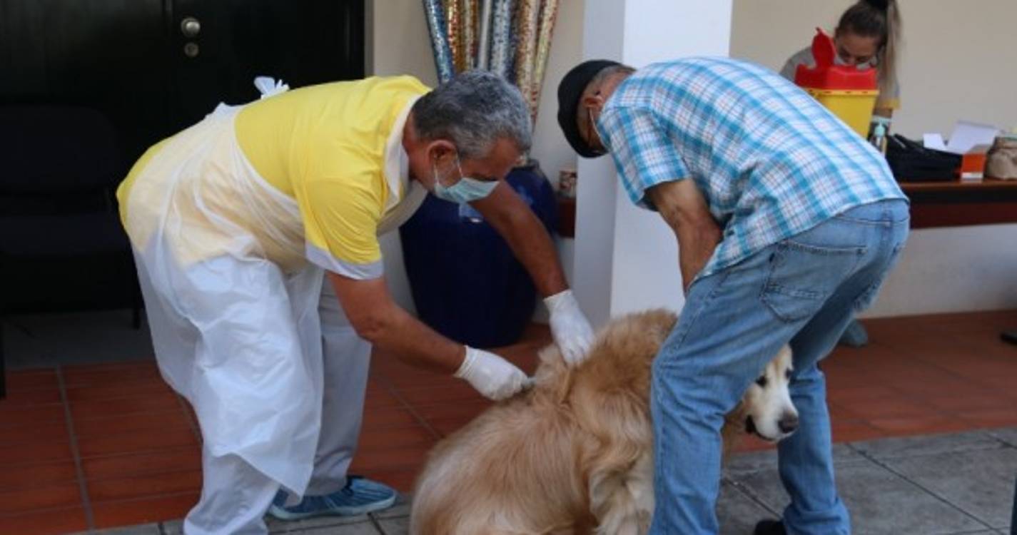 Campanha Veterinária arranca amanhã na Ribeira Brava