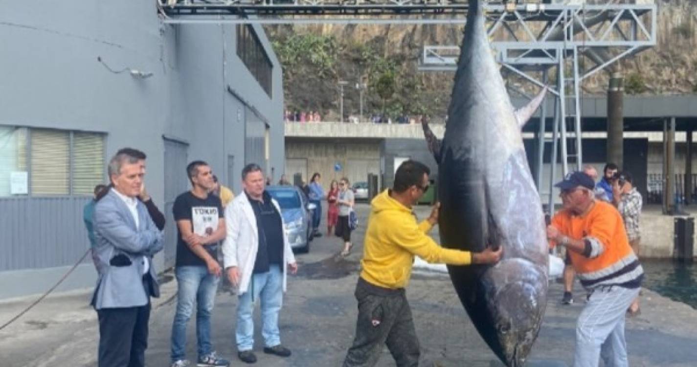Primeiro atum rabilho do ano descarregado na Lota do Funchal pesa 284 quilos
