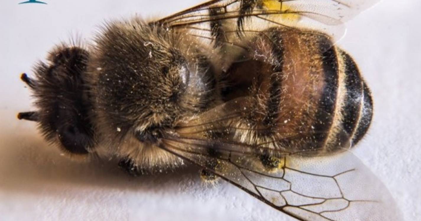 PAN Madeira denuncia envenenamento de abelhas no Funchal