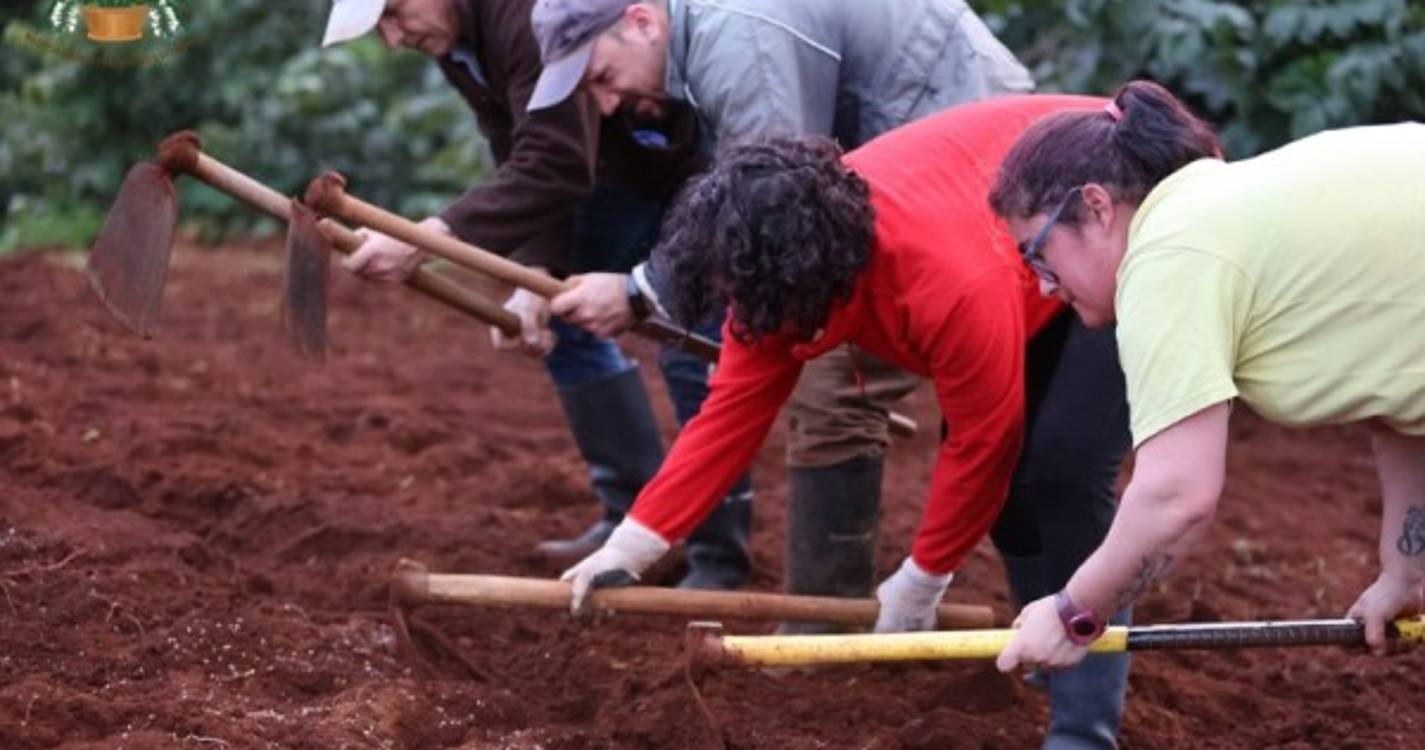 Veja o semear do trigo em Santana numa tradição que junta pequenos e graúdos (com fotos e vídeo)