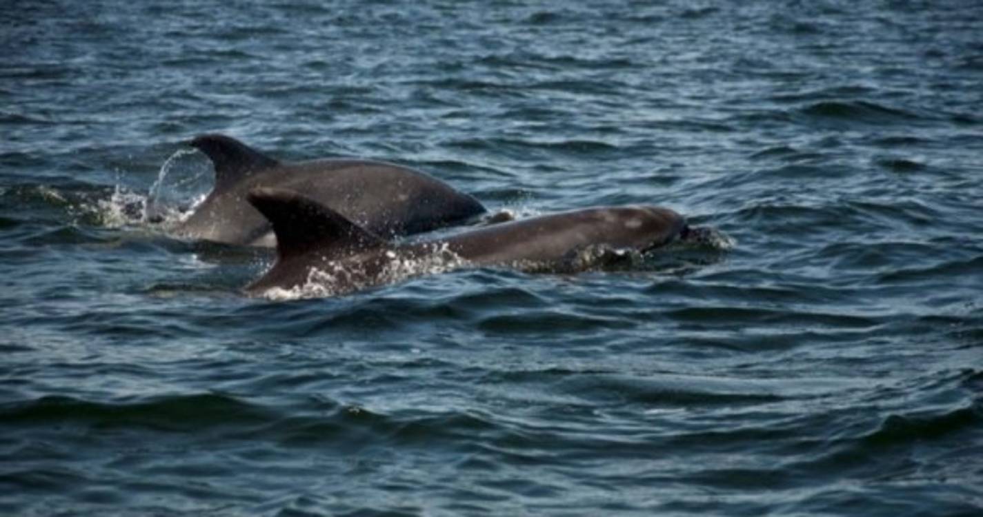 Golfinhos usam corais para cuidar da pele, sugere estudo científico