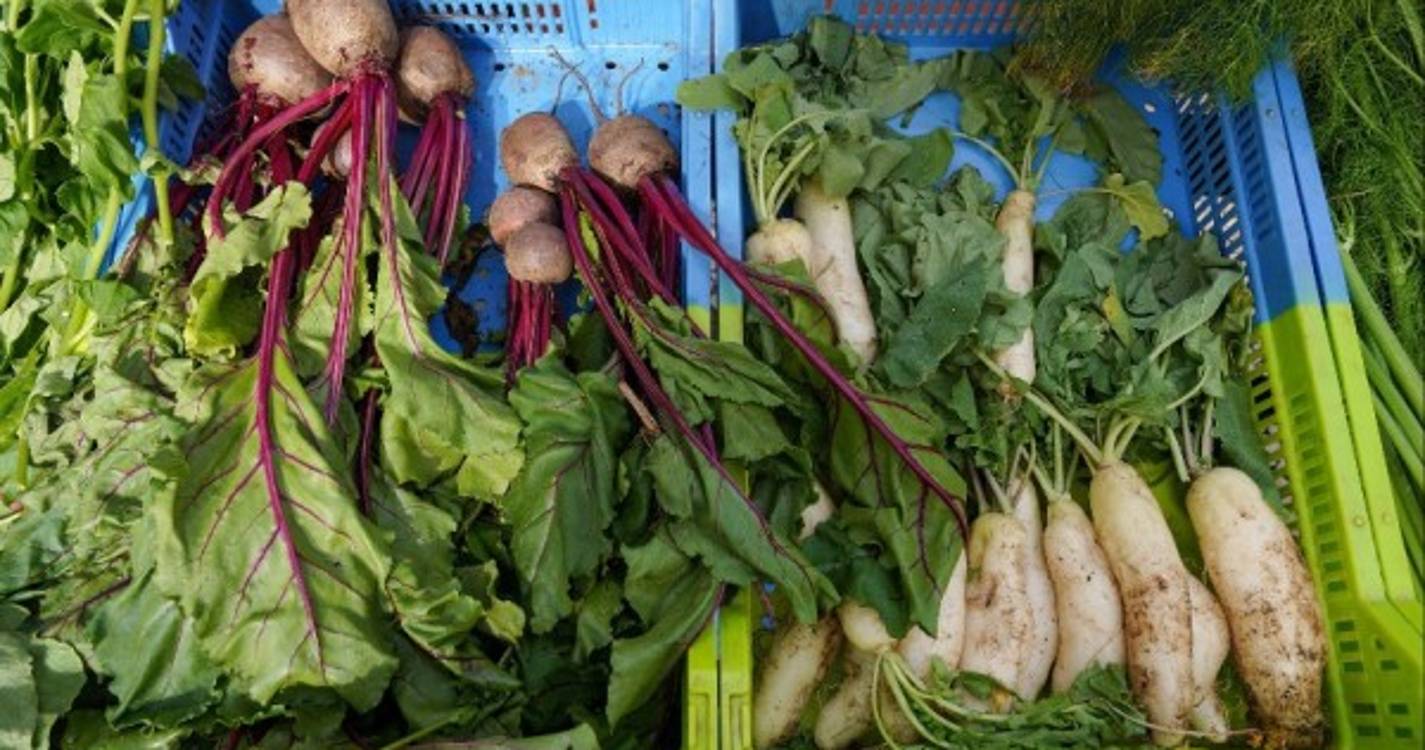 Governo e parceiros fazem ponto de situação sobre a cadeia agroalimentar