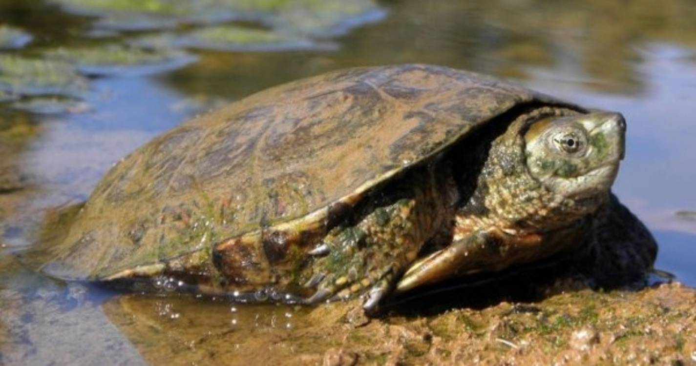 Espécie de cágado julgada desaparecida observada no Rio Sousa em Gondomar