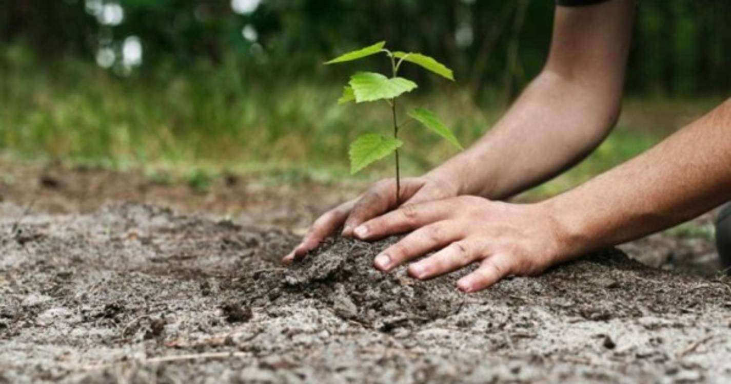 Metade da administração pública com critérios ambientais nas compras até 2025