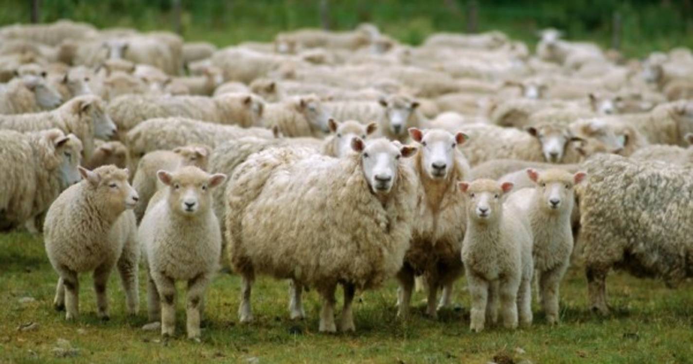 Duzentos animais envenenados em Peniche