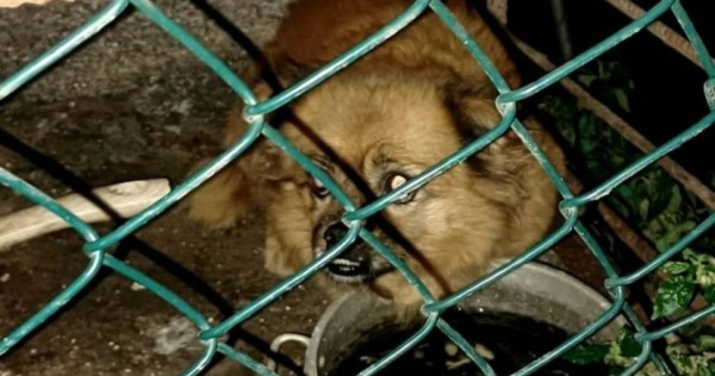 Resgatada cadela que &#34;viveu toda a sua vida&#34; em jaula no Porto Moniz (com fotos)