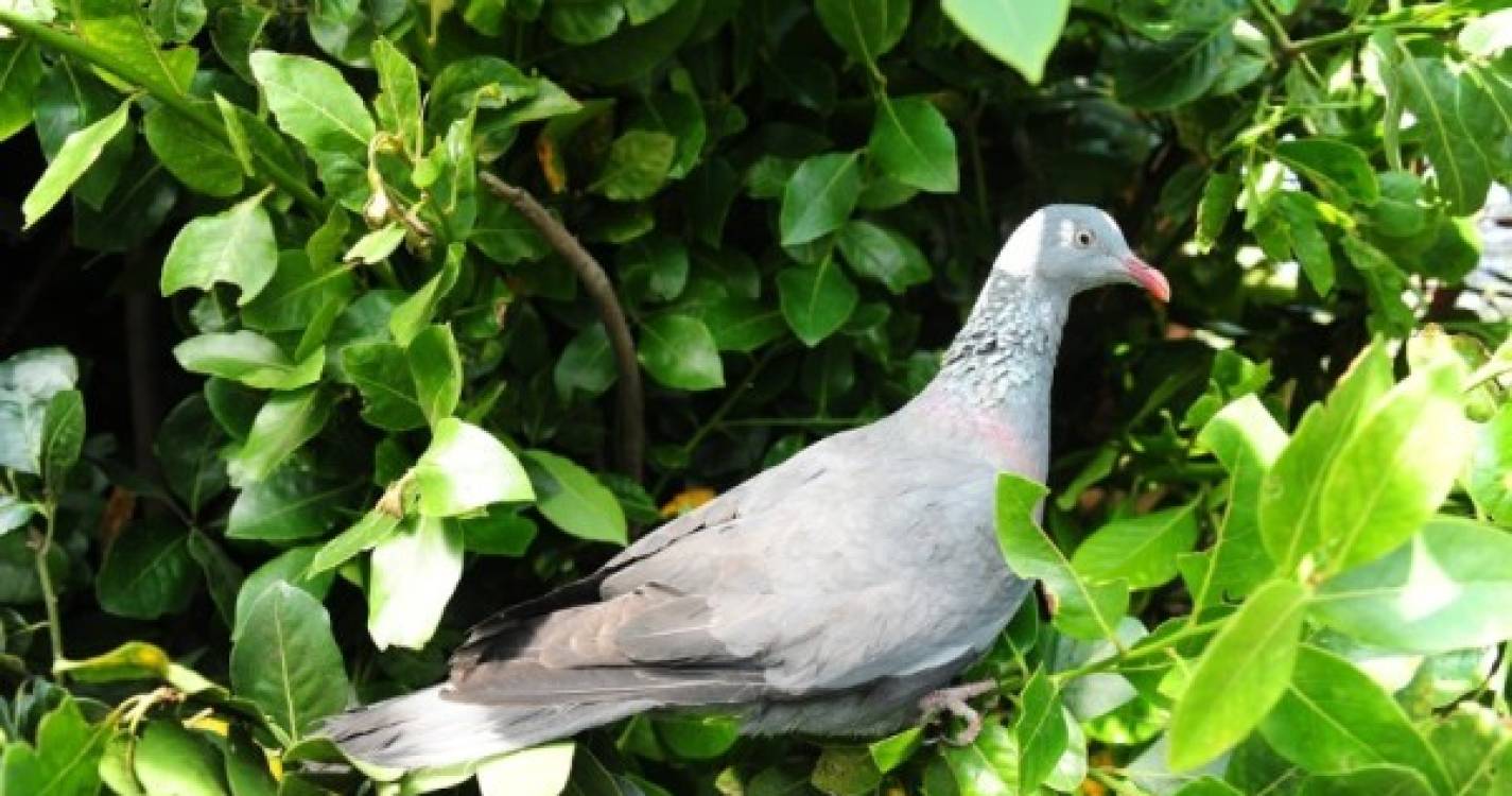 Associação de Agricultores aplaude medida do Governo em relação ao pombo torcaz
