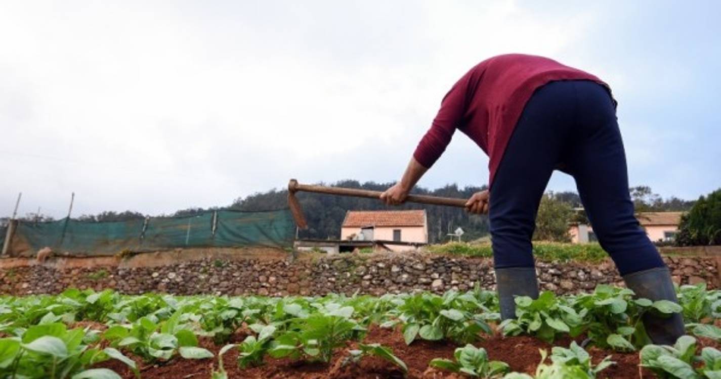 Contratos de muito curta duração "imprescindíveis" para agricultura