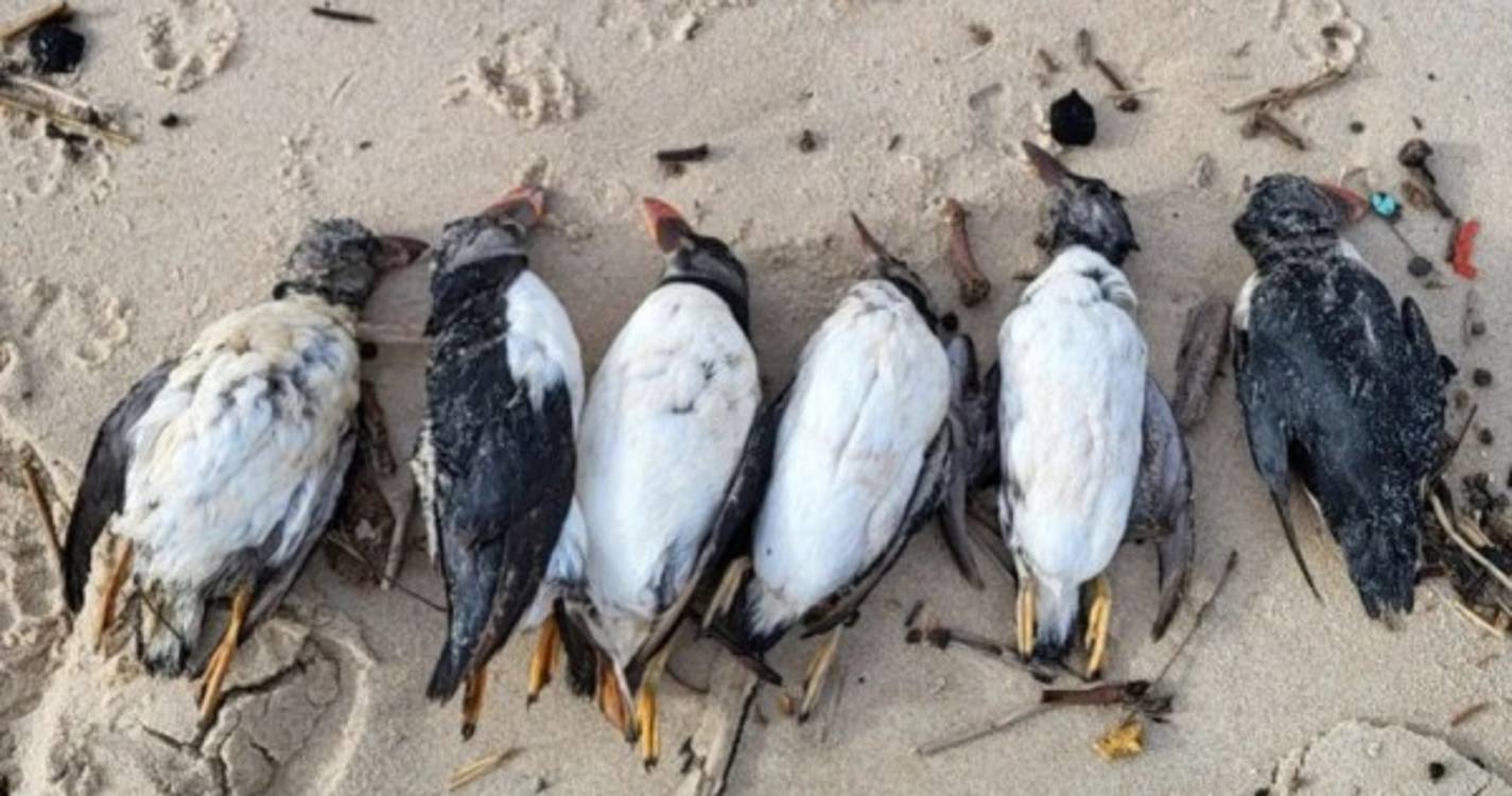 Centenas de papagaios-do-mar dão à costa em Peniche