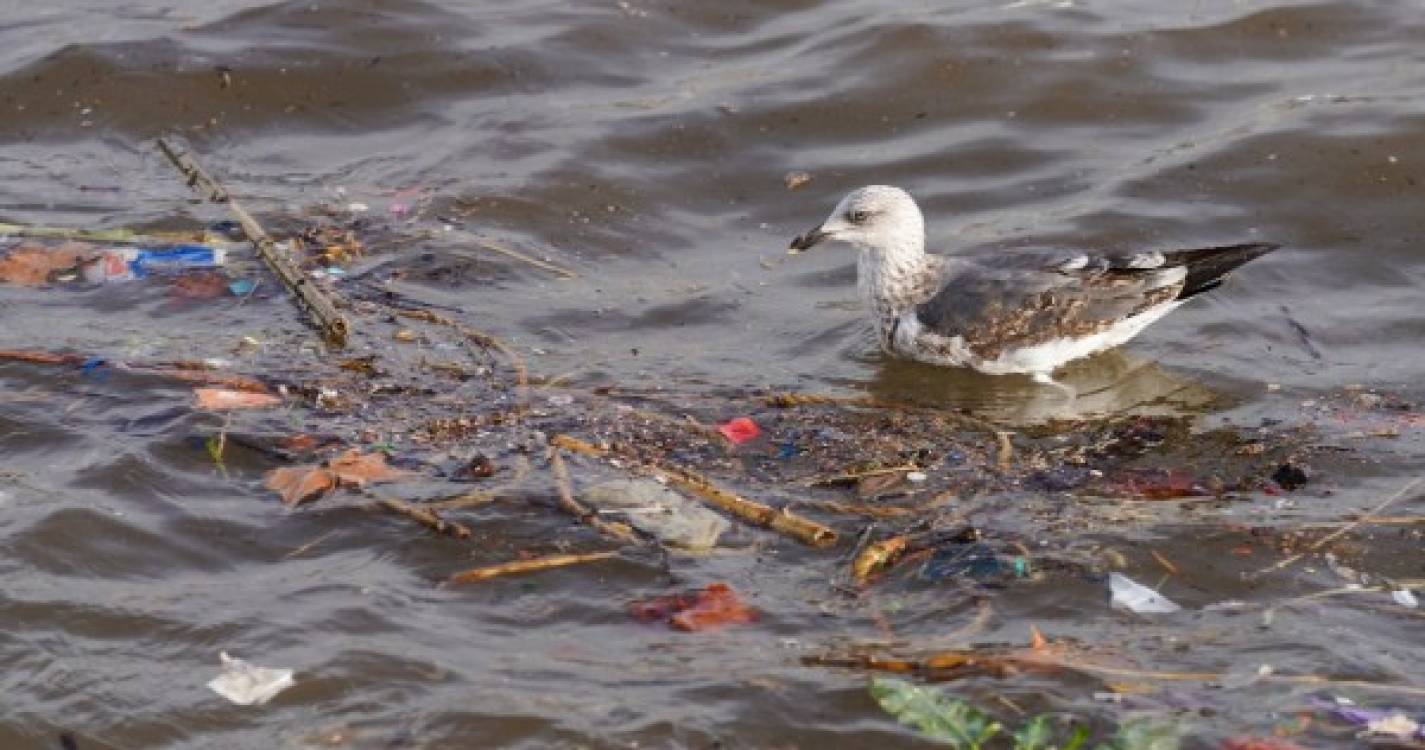 Quantidade de microplásticos preocupa em 46 praias da Macaronésia
