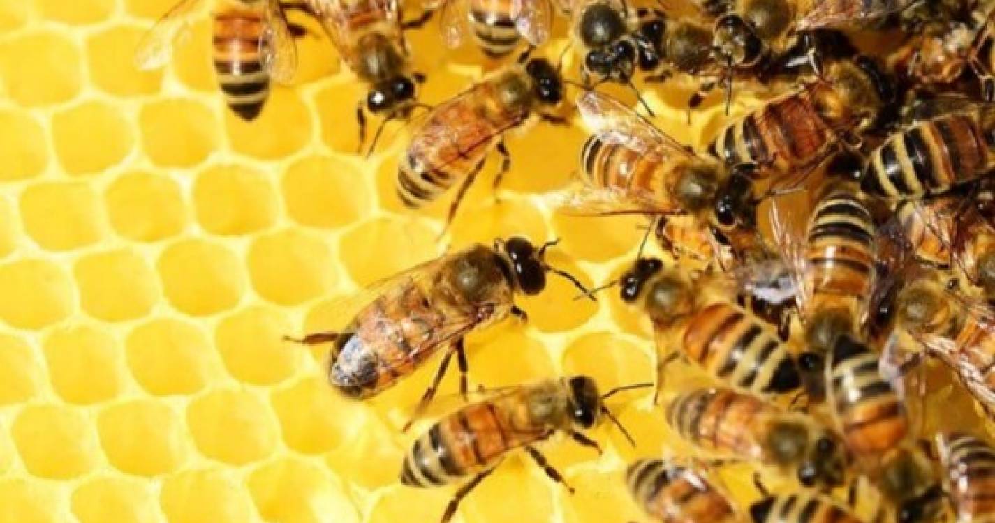 Secretaria da Agricultura justifica neutralização de abelhas e fala em &#34;situação excecional&#34;