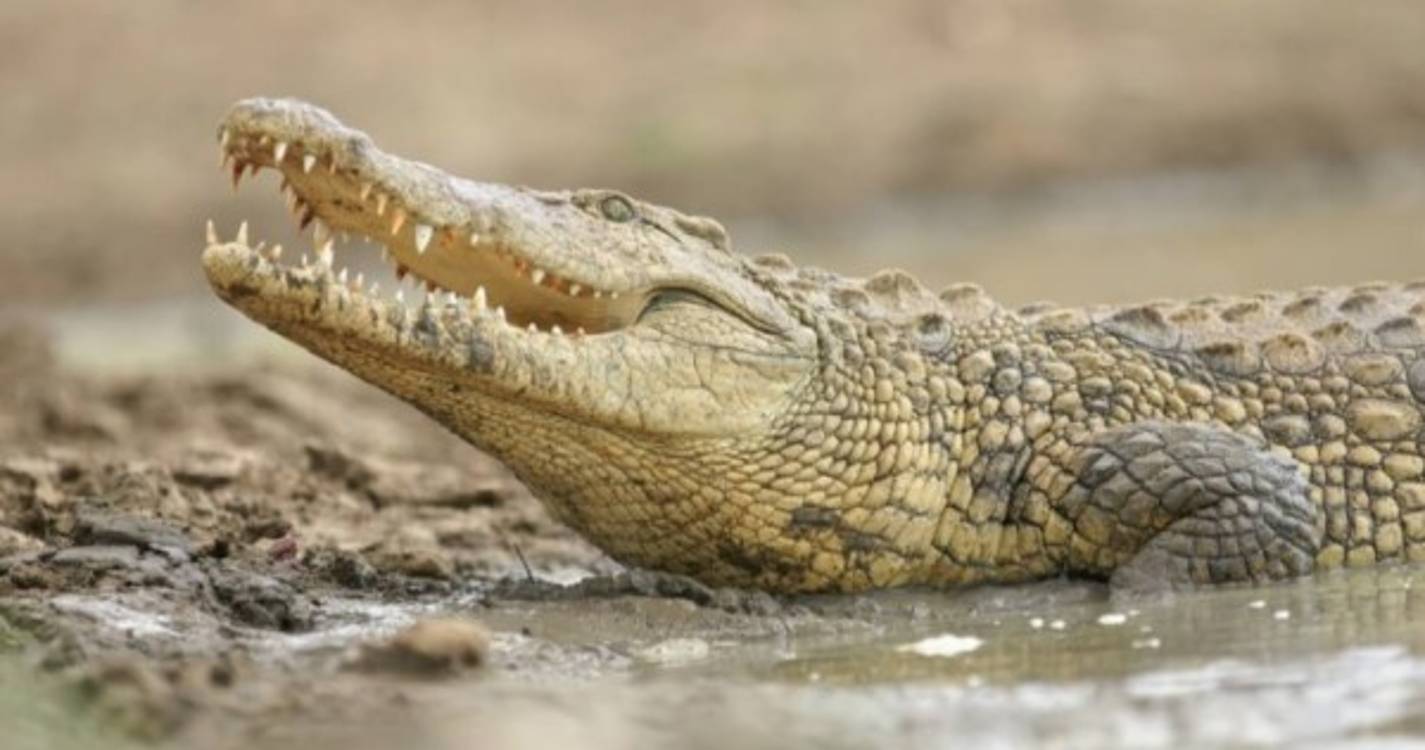 Zimbabué anuncia fundo para indemnizar vítimas de ataques de animais selvagens
