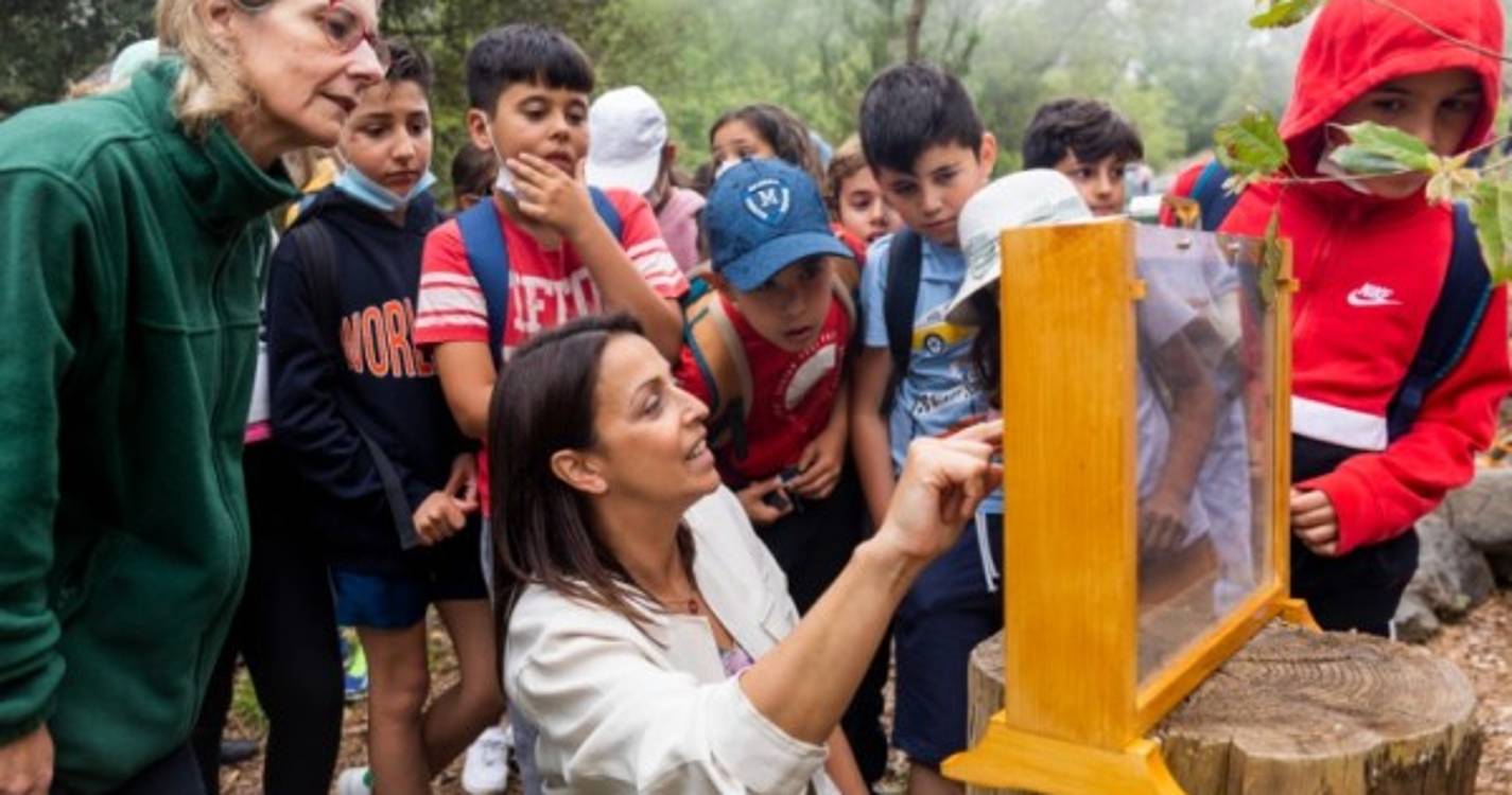 Colmeias instaladas no Parque Ecológico do Funchal produziram 60 quilos de mel