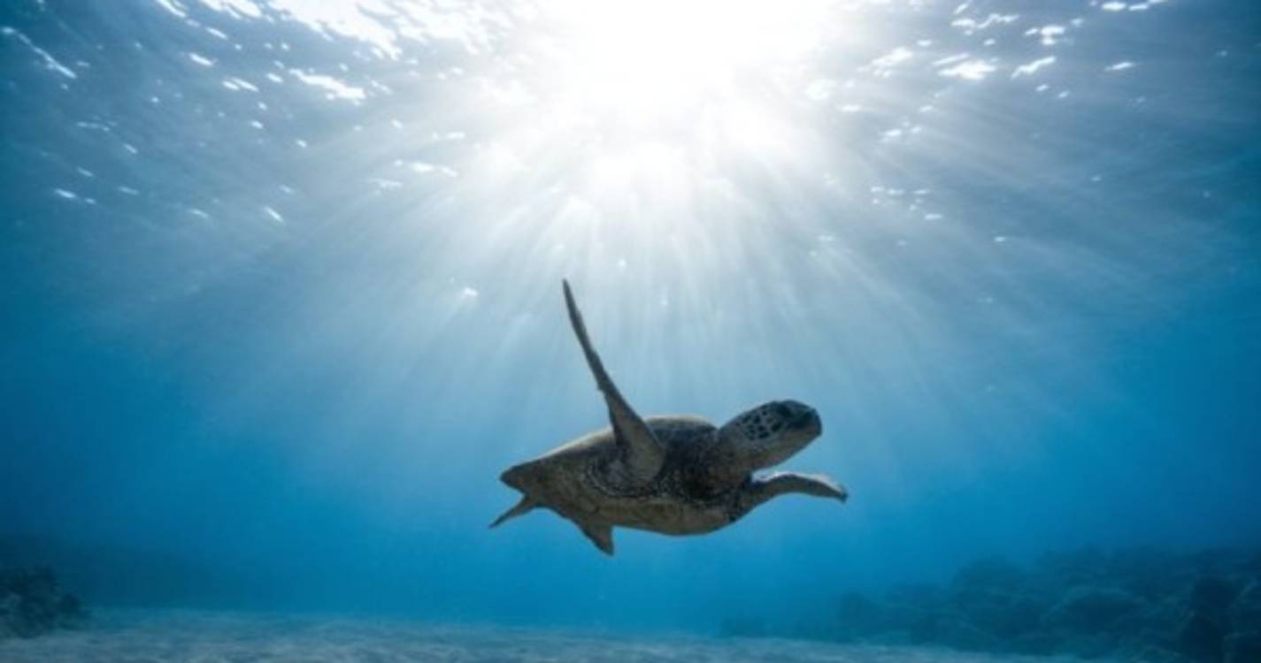 Protocolo entre a UMa e a Fundação Belmiro de Azevedo vai ajudar as tartarugas marinhas da Madeira