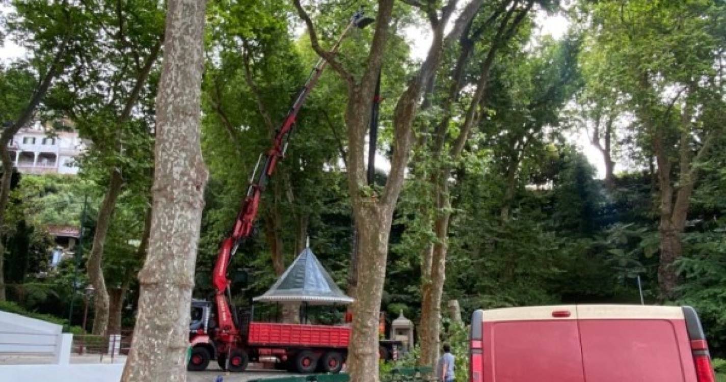 CMF já procede ao corte de árvores no Largo do Monte (vídeo)