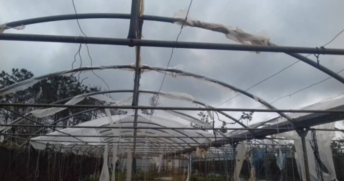 Abertas candidaturas para a recuperação dos prejuízos provocados pelo mau tempo no Norte da Região na agricultura