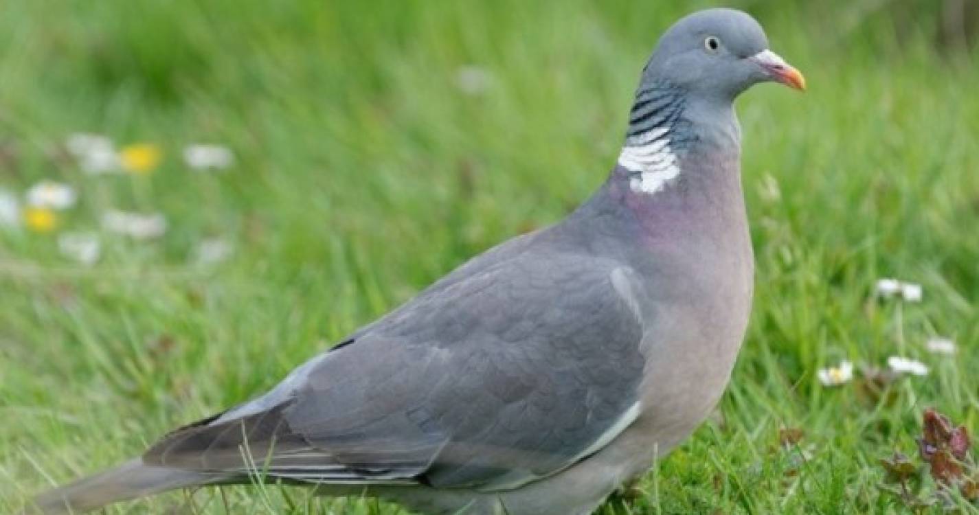 PAN questiona Governo Regional sobre caça ao pombo-torcaz