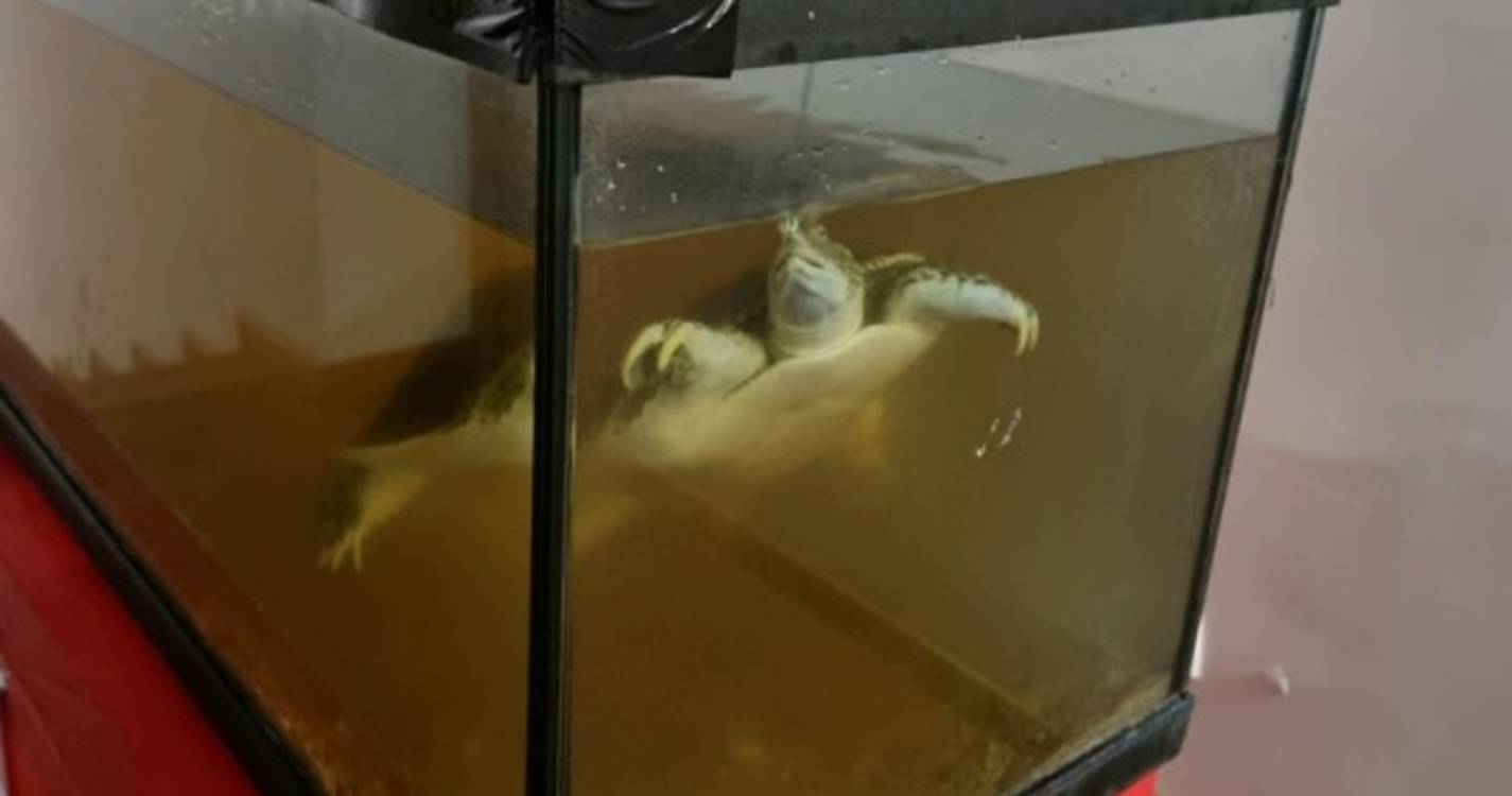 Estado das tartarugas no Centro Multiusos do Porto Moniz preocupa o PAN