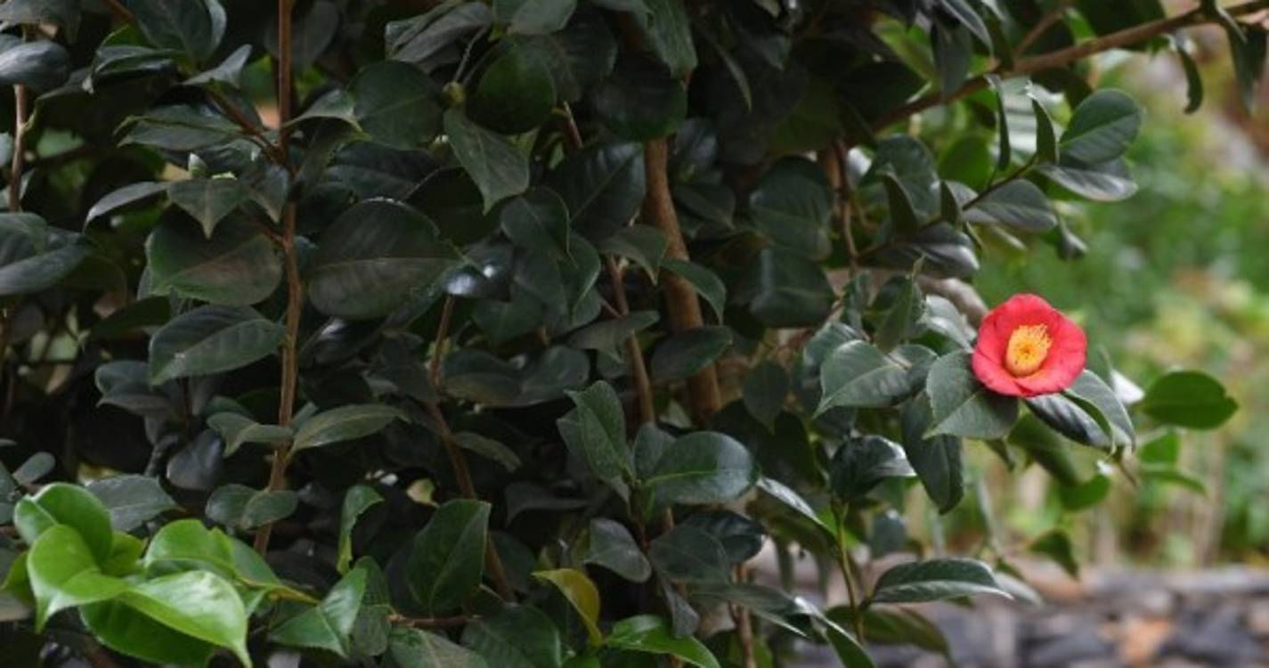 Quinta Pedagógica da Camacha inaugurada a 31 de agosto