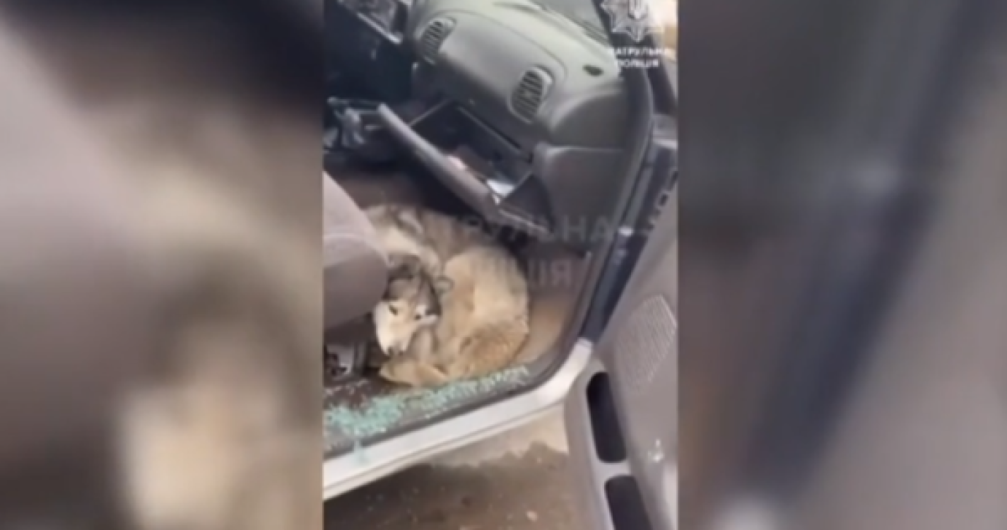Cadela encontrada com vida dentro de um carro cravado de balas no meio dos escombros em Bucha