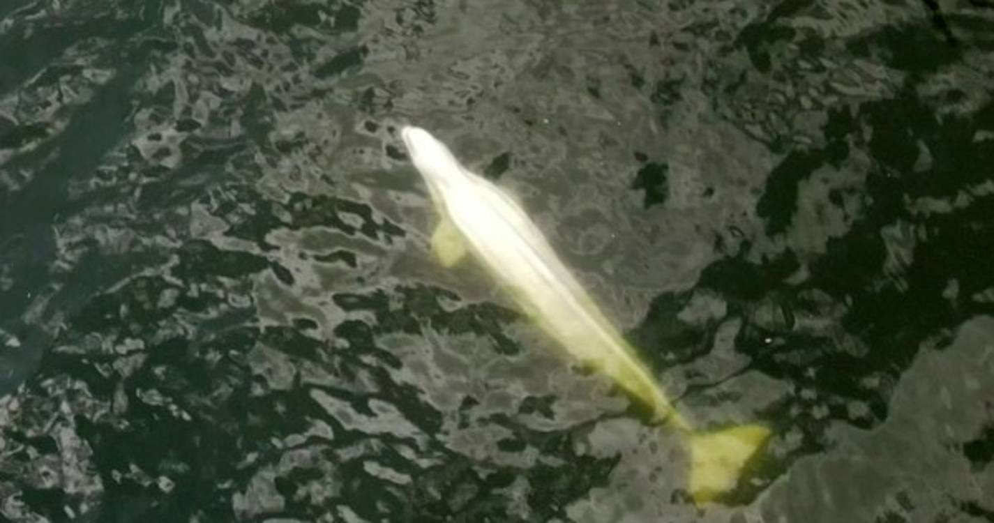 Baleia beluga perdida no rio Sena retirada da água