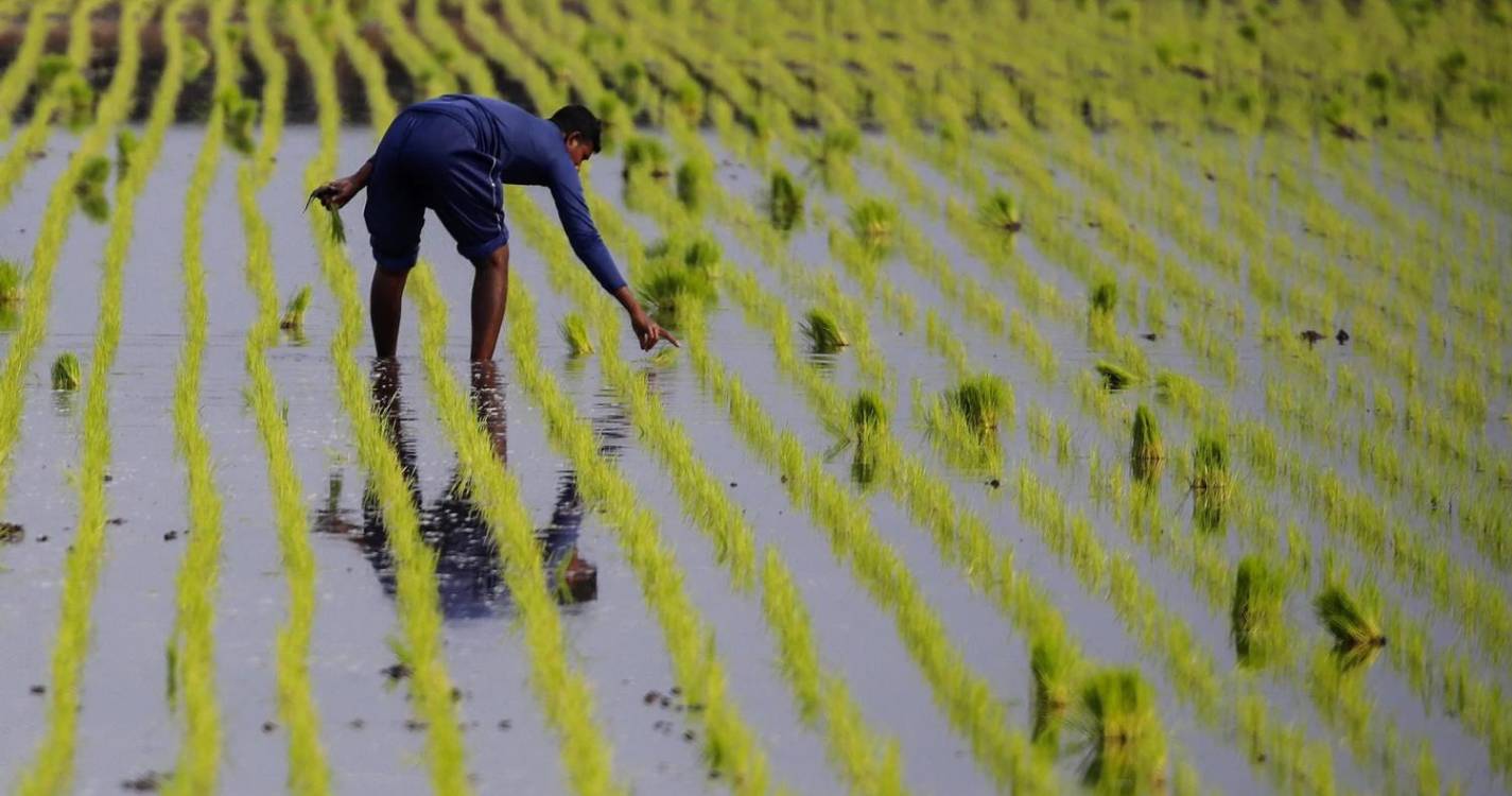 Preços mundiais dos bens alimentares caíram 13,7% em 2023