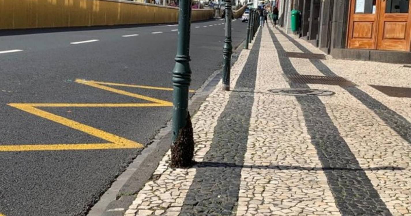 Rua 31 de Janeiro encerrada parcialmente devido a enxame de abelhas (com fotos)