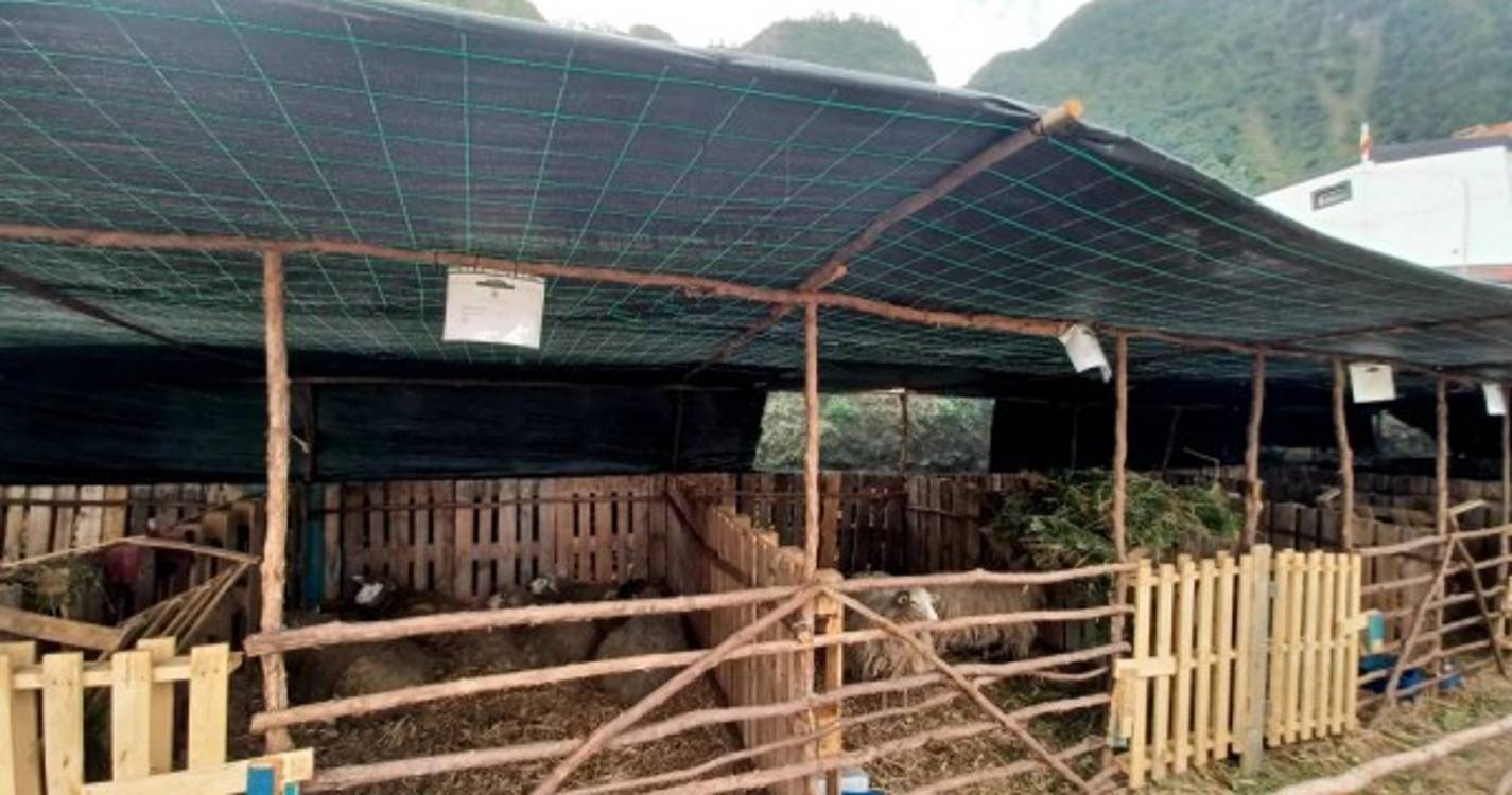 Expo-Pecuária reúne doze produtores e cerca de 28 animais (com fotos)