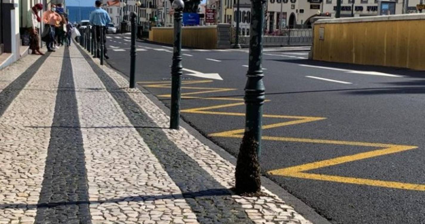 Rua 31 de Janeiro encerrada parcialmente devido a enxame de abelhas (com fotos)