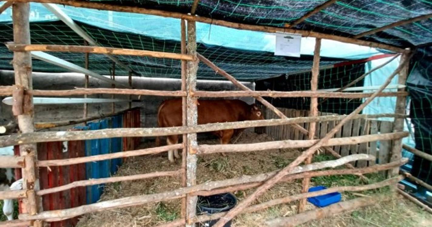 Expo-Pecuária reúne doze produtores e cerca de 28 animais (com fotos)