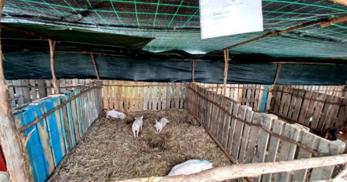 Expo-Pecuária reúne doze produtores e cerca de 28 animais (com fotos)