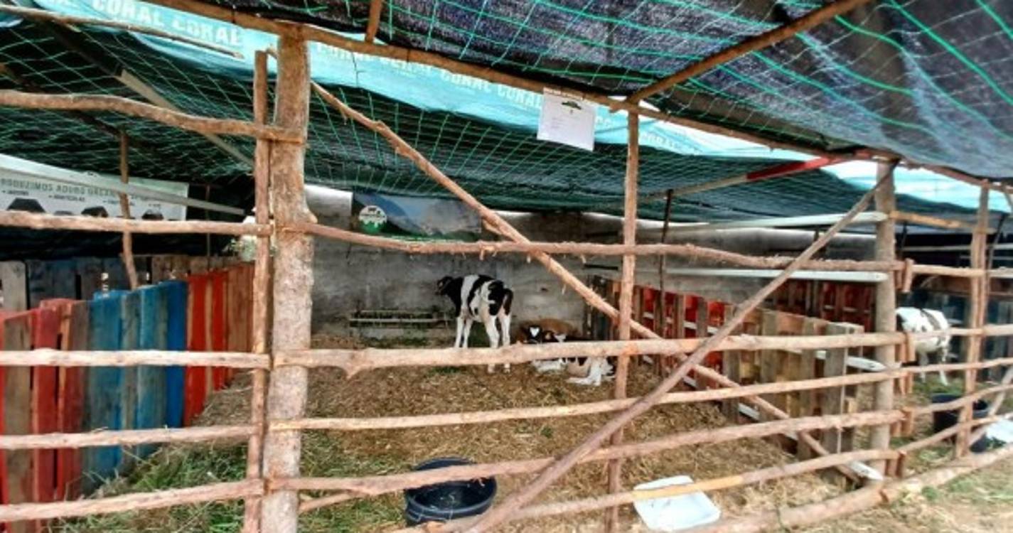 Expo-Pecuária reúne doze produtores e cerca de 28 animais (com fotos)