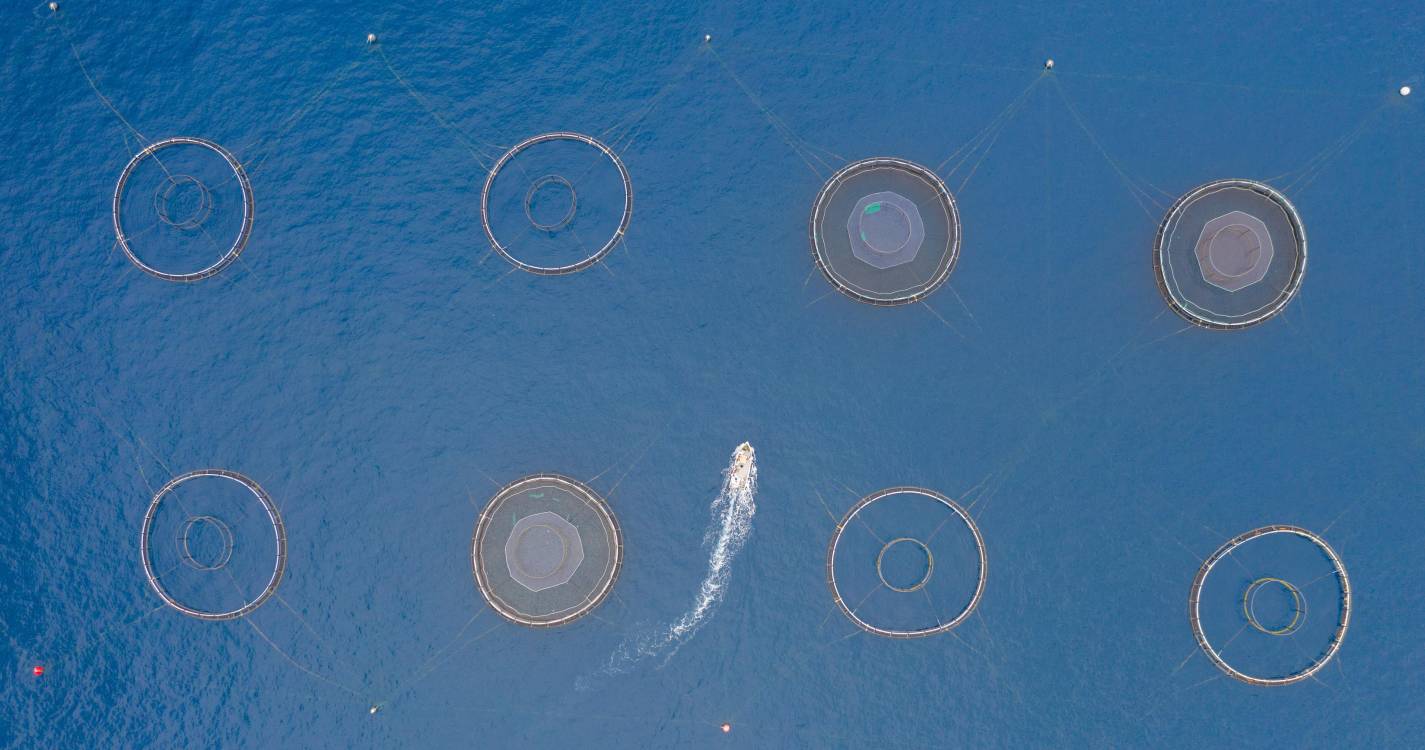 Há mais operadores interessados na aquacultura