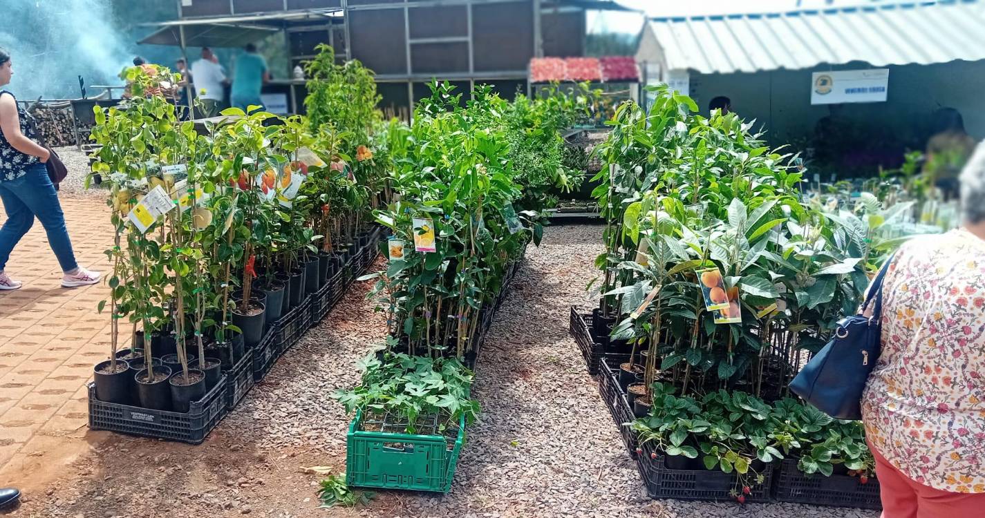 Feira Agropecuária já começou no Porto Moniz (fotos)