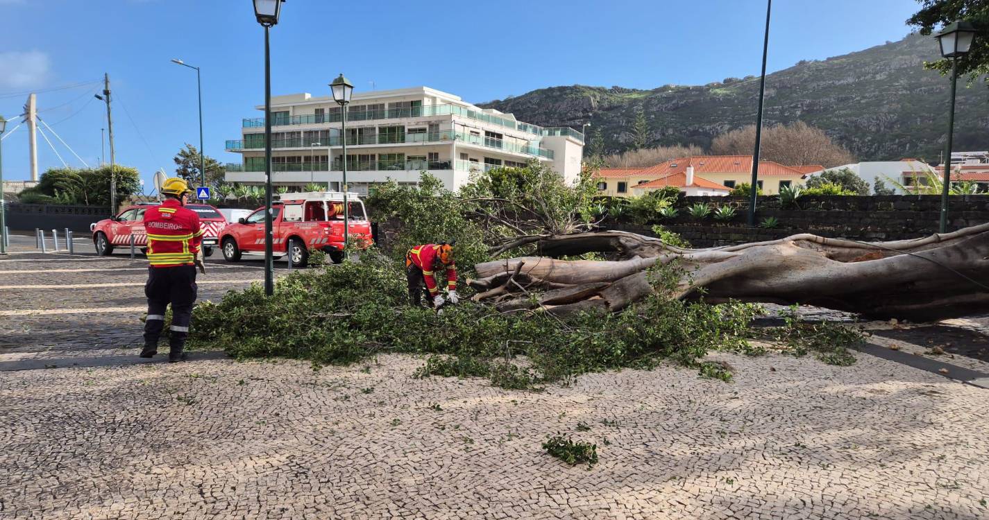 Vento derruba árvore de grande porte junto à Capela dos Milagres (com fotos)