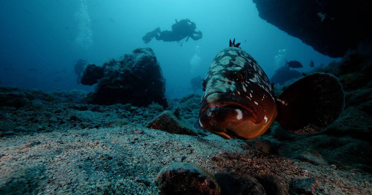 Madeira Underwater Open arrancou no Porto Santo (com vídeo)