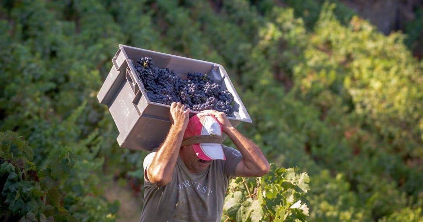 Eurodeputados aprovam novas regras para proteger produtores de vinho