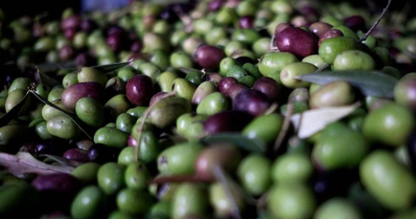 Furto da azeitona mais do que duplicou este ano