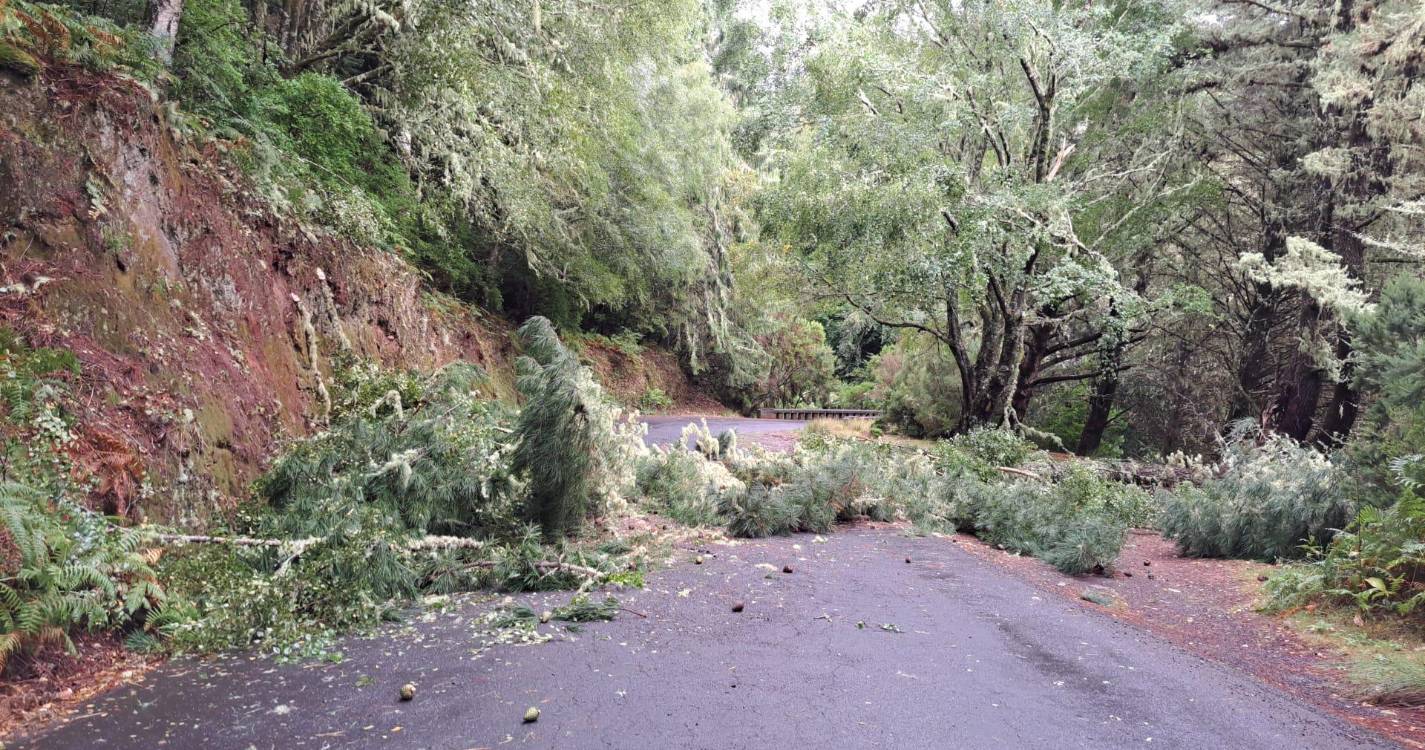 Queda de galhos corta acesso nas Quatro Estradas