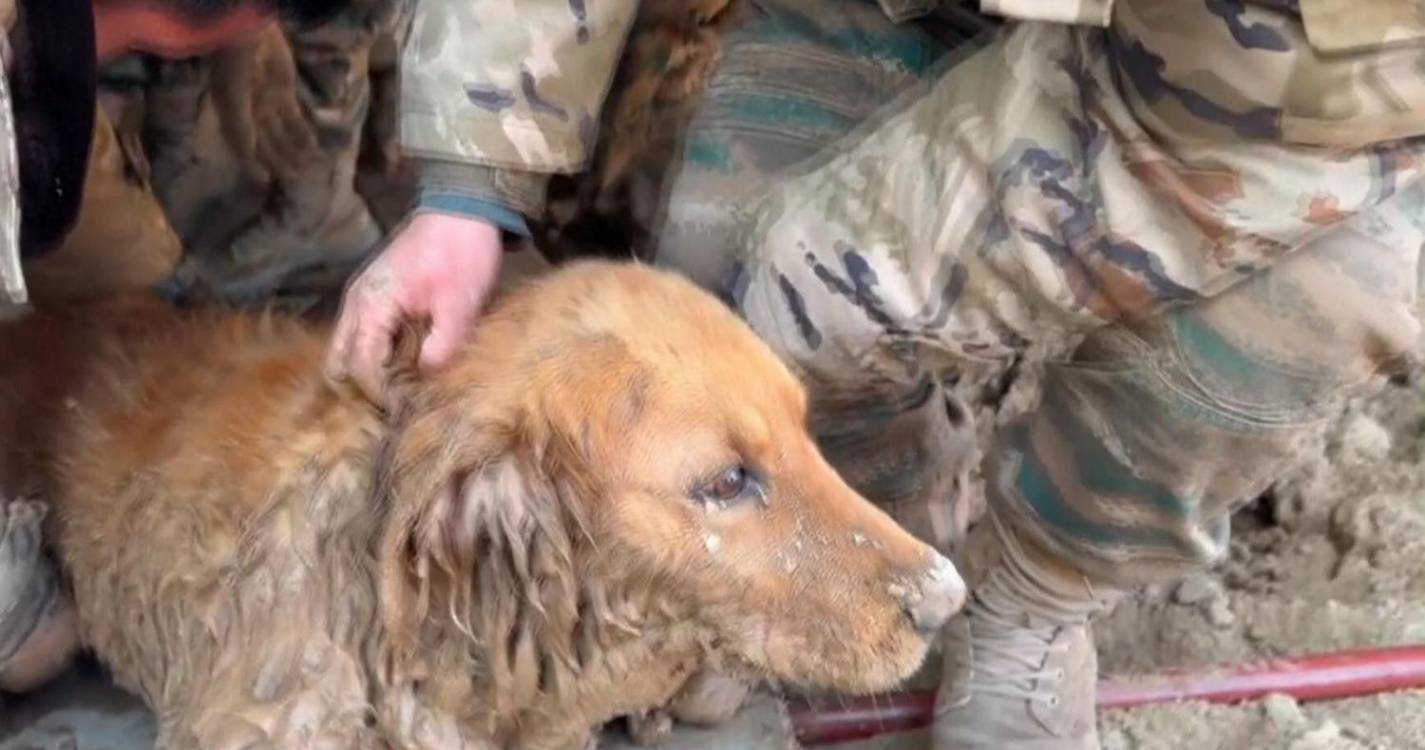 Cão sobreviveu durante 30 horas sob os escombros até ser resgatado (com vídeo)