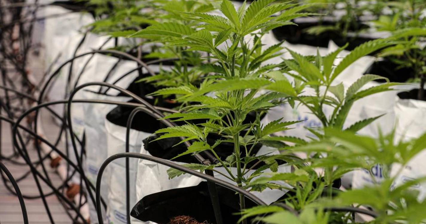 Portugal exportou quase 26 toneladas de canábis desde 2019